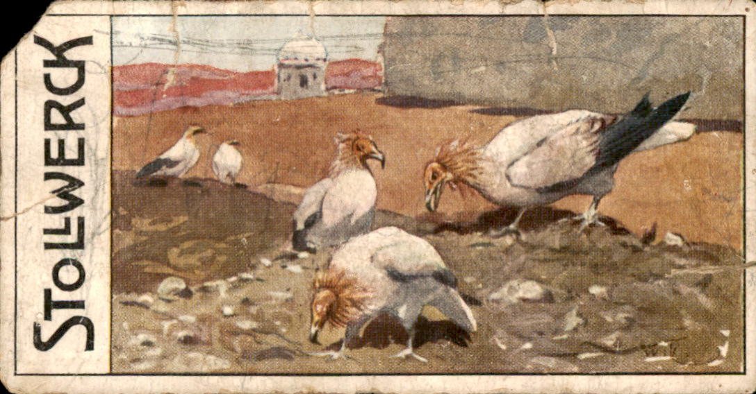 /Germany/Stollwerck/DE_Stollwerck_471.5 damaged.jpg